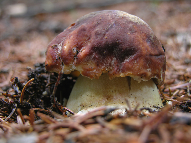 Boletus si Boletus no....